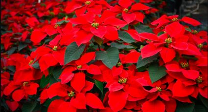 ¿Cómo cuidar tu flor de Nochebuena para que duré más?