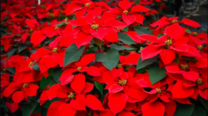 ¿Cómo cuidar tu flor de Nochebuena para que duré más?