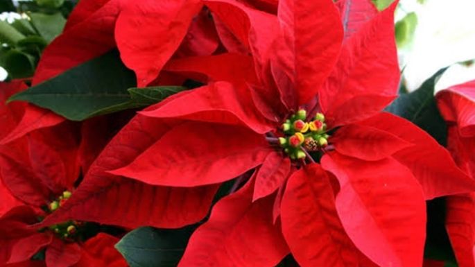 ¿Cómo cuidar tu flor de Nochebuena para que duré más?