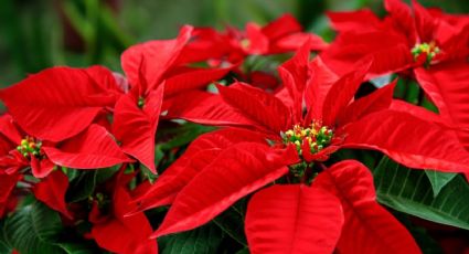 Este es el significado de la flor de Nochebuena, incluso tiene una leyenda