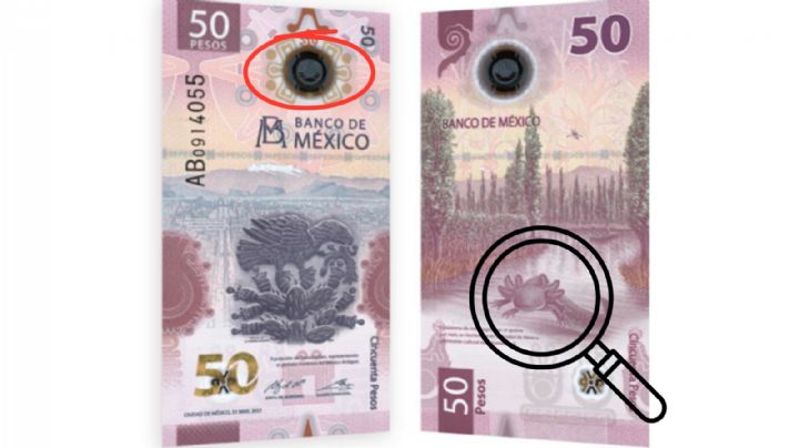 BIllete de 50 pesos: ¿Cómo saber si te dan un billete falso del ajolote?