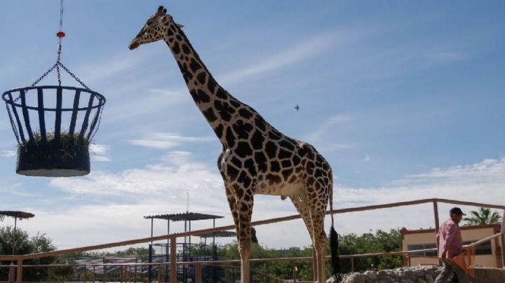 Jirafa Benito: 2 mil kilómetros después, pudo llegar a su nueva casa en un zoológico de Puebla