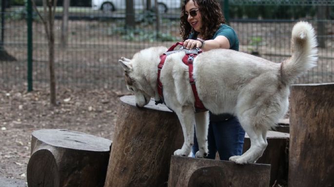 Este es el parque de perritos más bonito de la CDMX, ¿lo conoces?