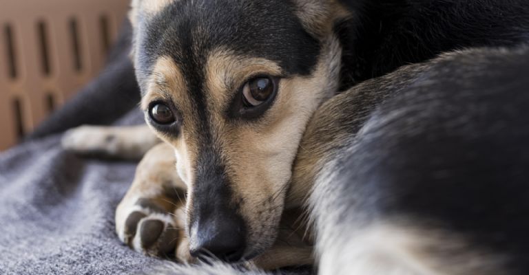 El comportamiento de los perros es el reflejo de sus dueños según expertos- Créditos: Freepik