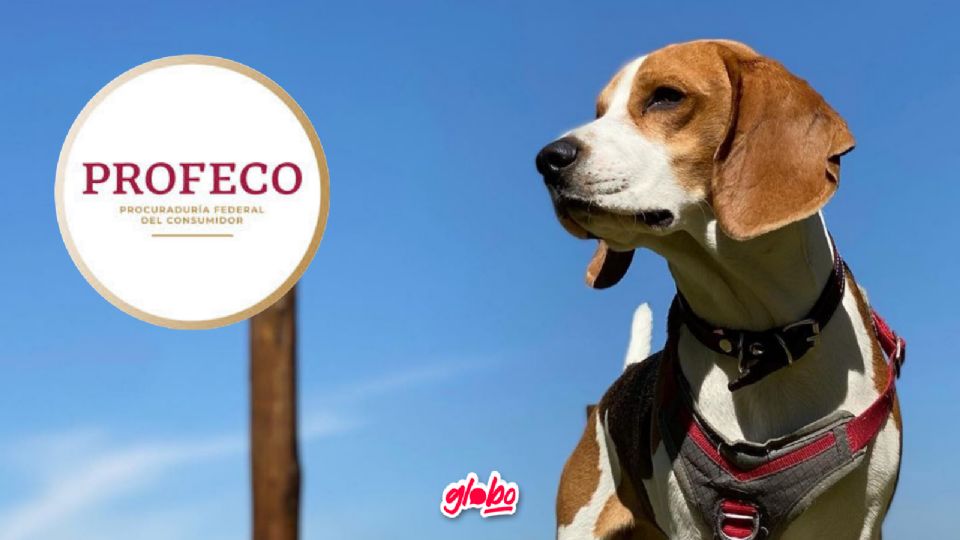 Este es el mejor alimento para perro que puedes comprar según Profeco.
