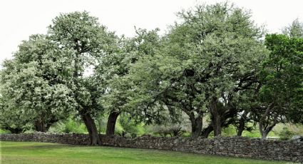 El árbol que no daña banquetas, da mucha sombra y puedes sembrar en tu patio