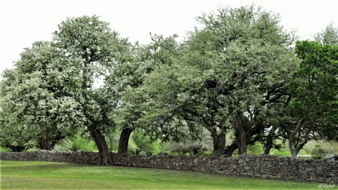 El árbol que no daña banquetas, da mucha sombra y puedes sembrar en tu patio