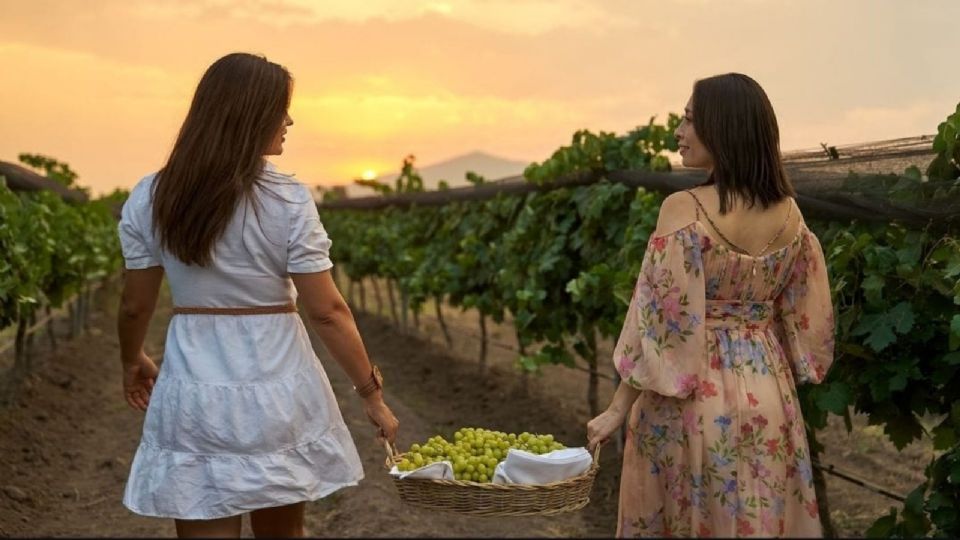 Los 5 mejores viñedos a pocas horas de la CDMX