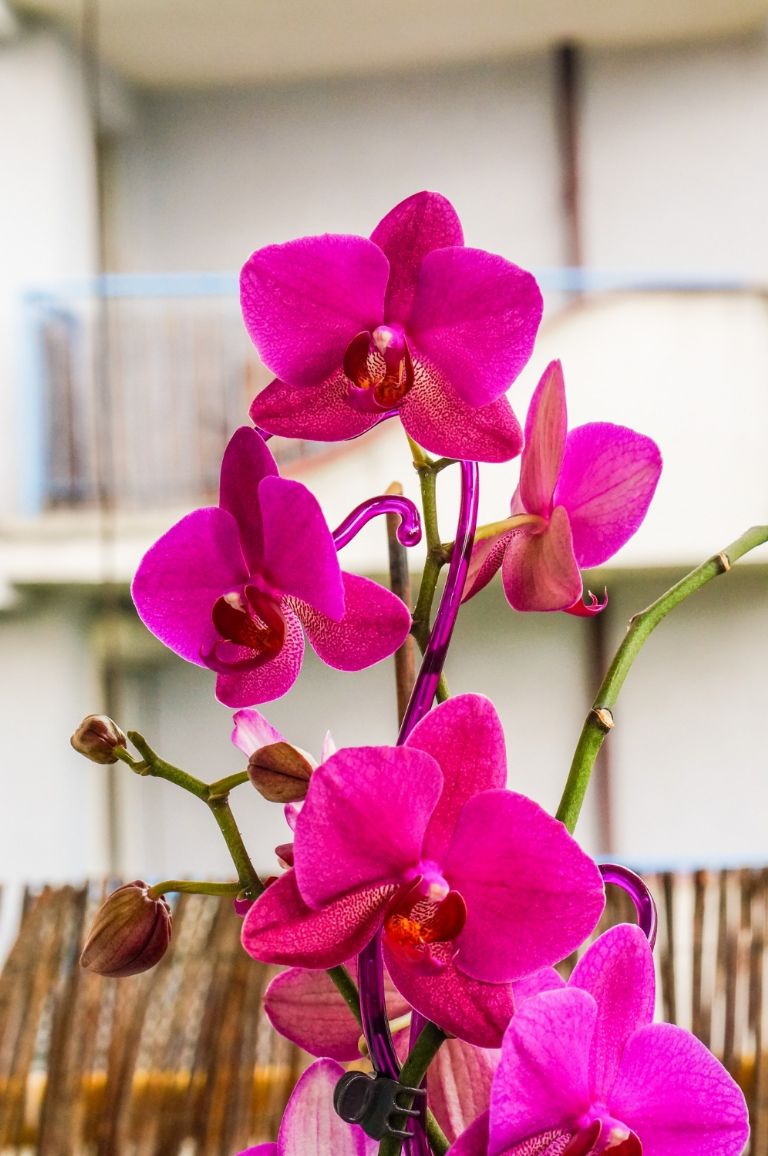  Según el Feng Shui, es una planta que puede llamar a la energía positiva y suerte en el amor.