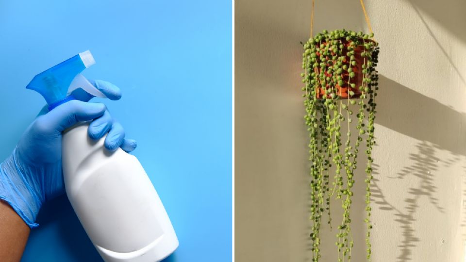 Conoce el truco para un mejor cuidado de tus plantas.