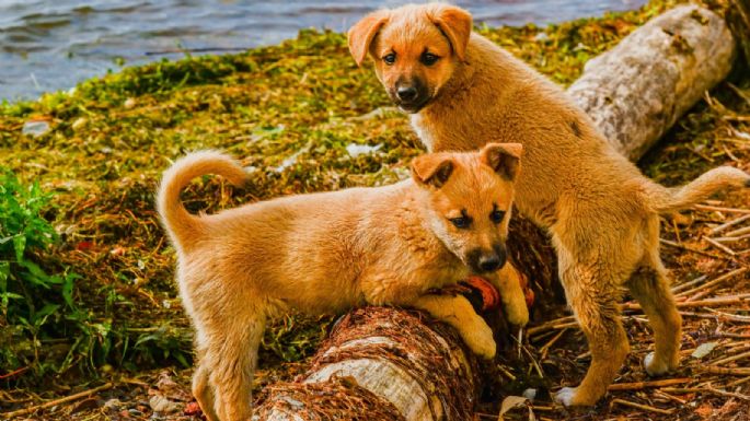 Perritos se divierten jugando a “Las Estatuas de Marfil”