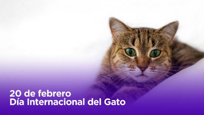 Día Internacional del gato: ¿Por qué los celebran?