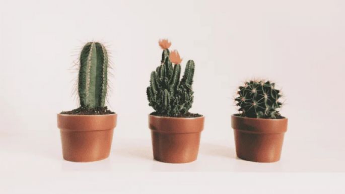 Feng Shui: ¿Cuáles son las plantas que NO debes tener en tu casa