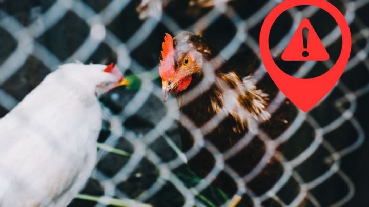 ¿Qué provoca la gripe aviar en humanos? Estas son sus causas, síntomas y formas de transmisión
