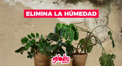 ¿Qué planta es buena para absorber la humedad? Así puedes eliminar el moho de las paredes y techo