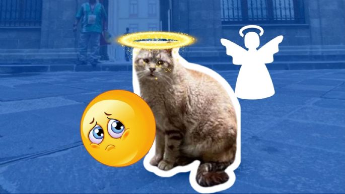 Muere Zeus, el famoso gato que habitaba en Palacio Nacional