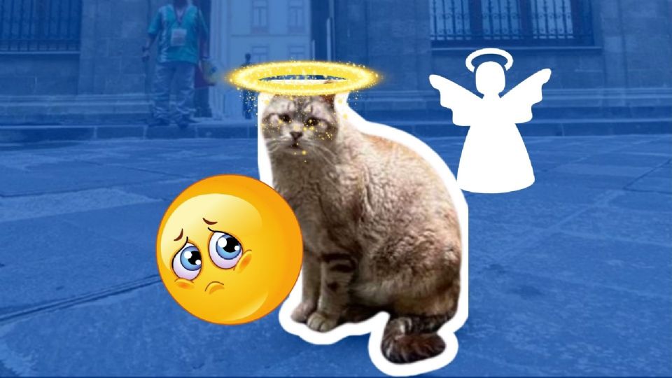 Muere Zeus, famoso gato de Palacio Nacional