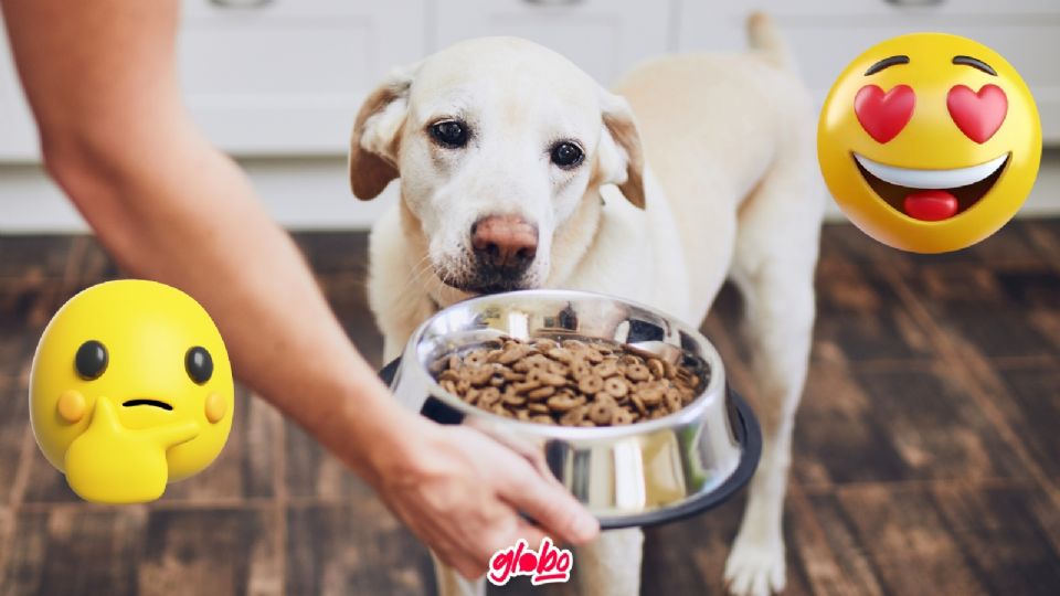 Alimento para perros, esta es la forma correcta de escoger el mejor.