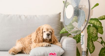 ¿Cuáles son las MEJORES marcas de ventiladores de pie en México y cuánto cuestan?