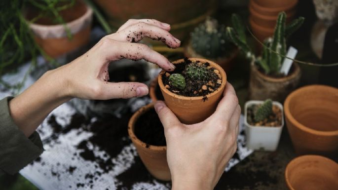 Cuál es el sustrato ideal para que tus plantas resistan mejor la temporada de lluvia