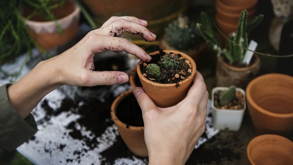 Sustrato ideal para plantas en temporada de lluvias