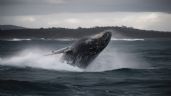 Foto ilustrativa de la nota titulada Científicos confirman que las ballenas grises están sufriendo cambios en su apariencia por el cambio climático