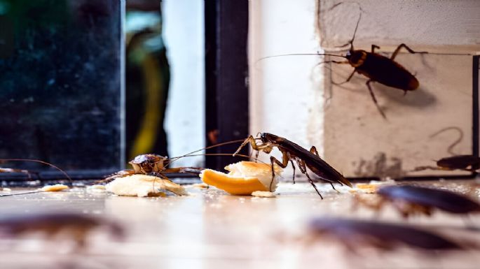 Cómo eliminar las cucarachas de tu hogar usando esta fruta