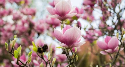 3 plantas que deberías podar antes que termine junio para que estalle de flores en la próxima temporada