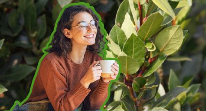 ¿Qué beneficios tiene el té de laurel por la noche y para qué sirve?