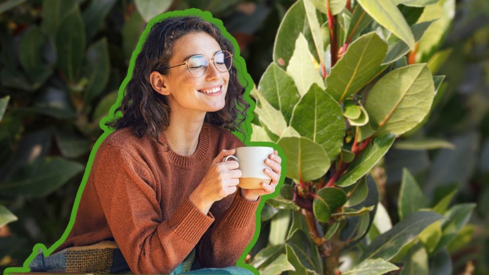 Laurel en infusión: Aprovecha las propiedades medicinales del laurel preparando una infusión sencilla y natural.