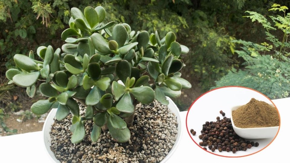 ¿Qué sucede si le colocas pimienta a tu árbol de Jade?