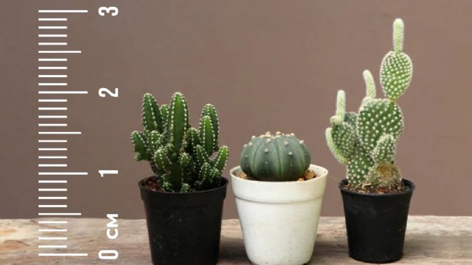 Así puedes cultivar cactus miniaturas de forma sencilla