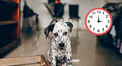 Conoce cuánto es el tiempo que se puede dejar a un perro solo en casa