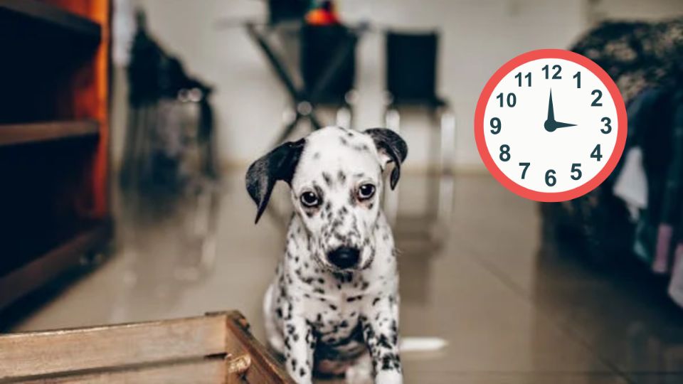 Conoce cuánto es el tiempo que se puede dejar a un perro solo en casa. Fuente: Foto: Pexels / Producción FM Globo
