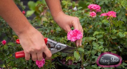 Cuáles son los mejores días para podar las plantas durante julio, según práctica milenaria