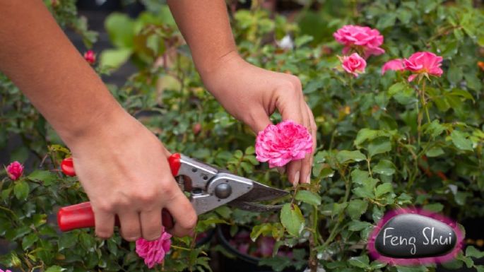 Cuáles son los mejores días para podar las plantas durante julio, según práctica milenaria