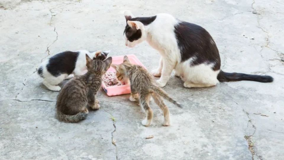 Un Biólogo exige la eliminación de los gatos de las calles: los motivos. Fuente: Foto: depositphotos
