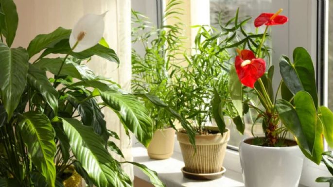 Conoce las tres mejores plantas para iluminar y decorar un departamento