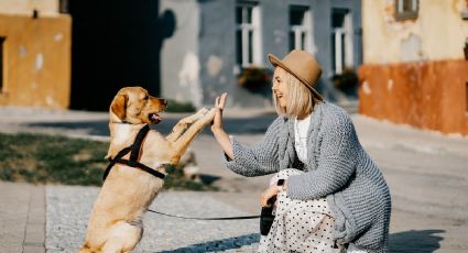 Harvard afirma que los perros ayudan a prevenir estas enfermedades en mujeres