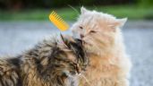 Foto ilustrativa de la nota titulada: Conoce las 6 razas de gatos con pelo rizado