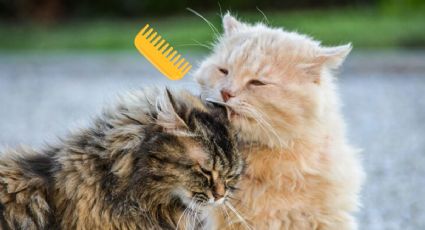 Conoce las 6 razas de gatos con pelo rizado