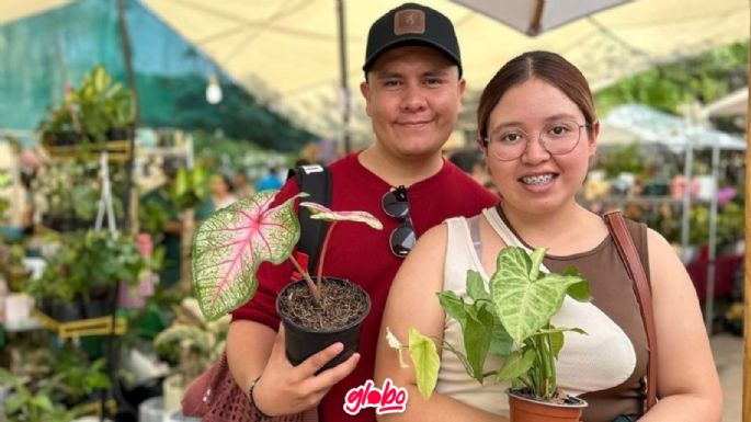 Plant Fest 2024 en CDMX: Compra plantitas desde $25 pesitos en la ex Fábrica de Harina