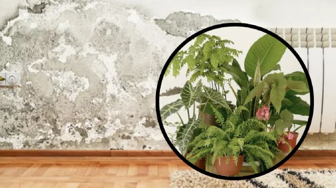 Las plantas de interior ‘mágicas’ que te ayudan a proteger tu hogar del moho y la humedad