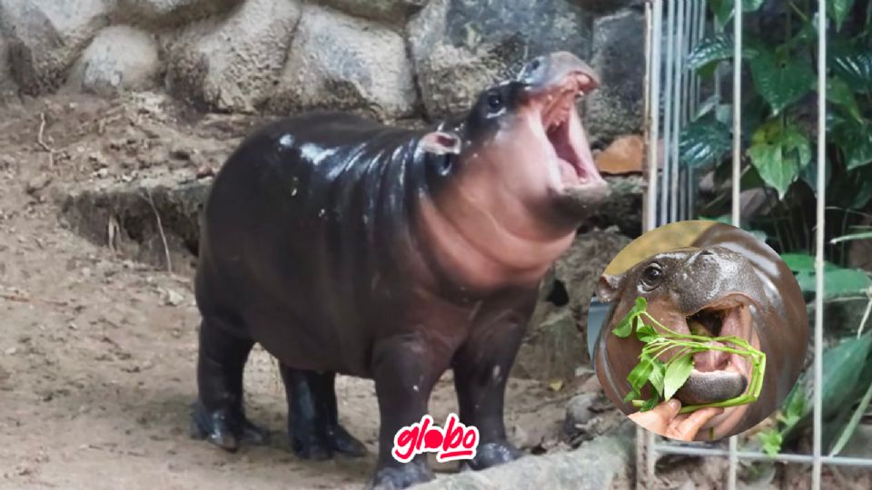 Esta pequeña ha conquistado el corazón de miles desde su nacimiento hace solo un par de meses, aquí te mostramos sus mejores imágenes.