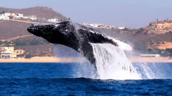 ¿Dónde y cuándo ver ballenas?, estos son los mejores lugares de México