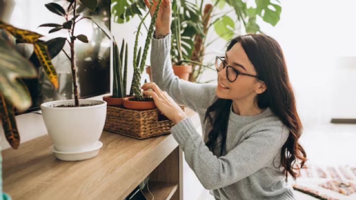 Solo con una planta de interior, olvida la humedad en tu hogar