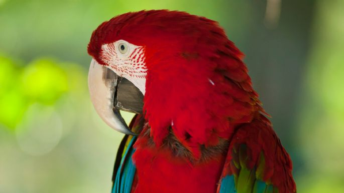 ¿Cuáles son los mejores pájaros para tener como mascota y recomendados para niños?