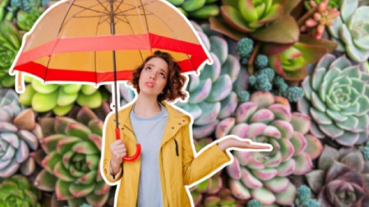 Así debes proteger tus suculentas y los cactus durante las intensas lluvias