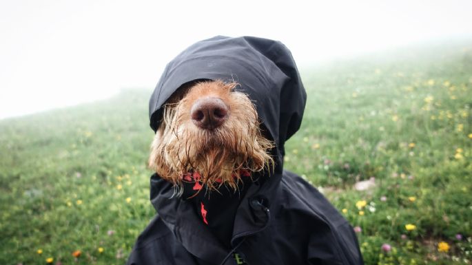 ¿Cómo pasear a tu perro cuando llueve? Consejos para que no se niegue ni se enferme