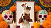Foto ilustrativa de la nota titulada: Día de Muertos 2025 para mascotas: fecha, significado y cómo crear el altar ideal para tus animales